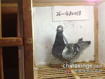 ����������������ع�(ͼ)