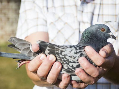 ŷ�������������� ��������II����21578��