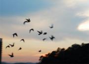 ҹĻ�µ���Ӱ(ͼ)