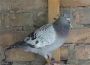 ɹɹ��������(ͼ)