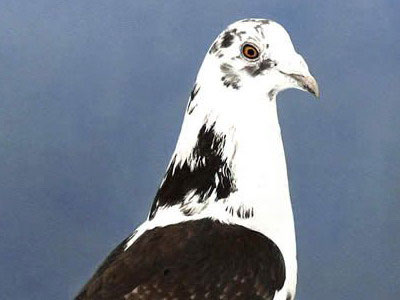 Ӣʷϵΰھ롪BBCԻ50ع(ͼ)