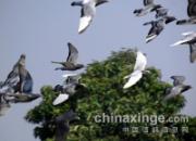 ���ո��ԣ����Ƹ�����������(ͼ)