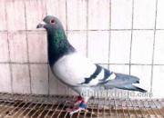 �ҵĹھ���˫�ػ�Ѫ������(ͼ)