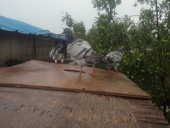 ��ѵ���������� �鳲����(ͼ)