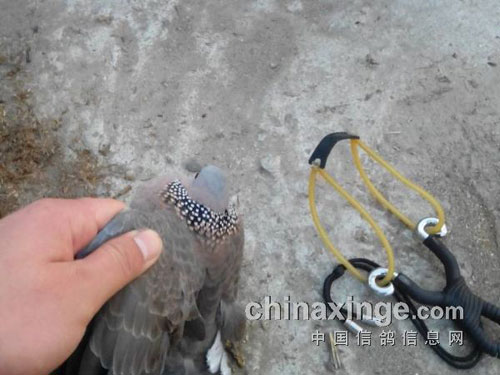 ����寳��Ц���ĵ�ù·ѵ(ͼ)