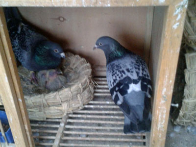 ���ָ붪ʧ�����ؼ���Բ(ͼ)