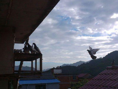 ɽ��Ÿ��Ѱ���(ͼ)