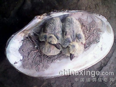 ���۽磺���Ǹ���(ͼ)