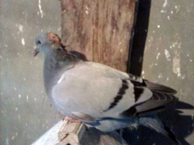 �����£������͹���(ͼ)