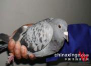 ����벻ͬ�·ݵĻ�ë���(ͼ)