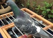 ���ӱ���ˣ �����(ͼ)