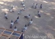 ������ѵ���¶ࣺ��ɢ���������ܲ��ؼ�