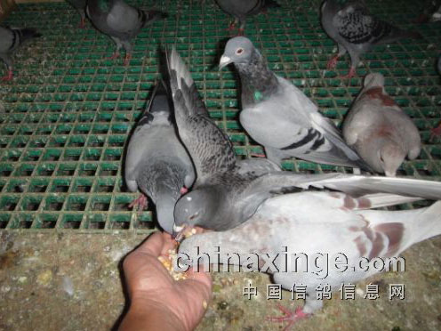 �︸�ײ����Ÿ�(ͼ)