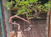 ��ɫ��԰�������ܻ�����(ͼ)