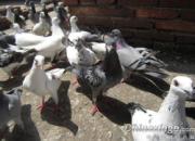 ���ӡ���š�Ҳ����(ͼ)