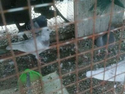 ���ײߣ���ݲ��ո���(ͼ)