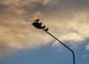 ��������һȺ��ҹ��Ĳ���