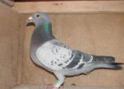 δ�ҷɵġ�л��ղɭ�����ɹ���