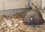 ���ô�ʸ룺����̨���鷿(ͼ)