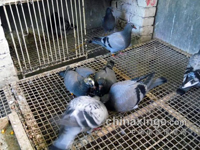 �ж�����ķ��������ι�ڼ�С��(ͼ)