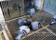 �ж�����ķ��������ι�ڼ�С��(ͼ)