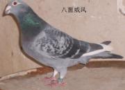 ��Ѫ�����ۣ������ǧ����ع�