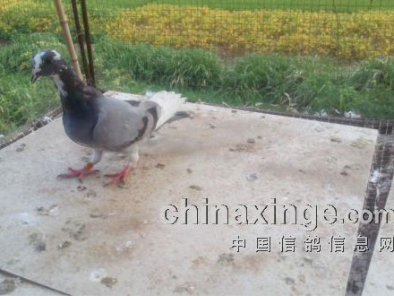 �����ر����������¹�(ͼ)