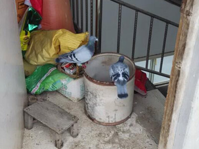 ƶ�������� ûι����͵��(ͼ)