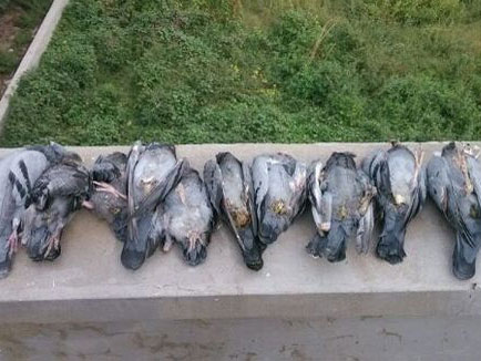 ���Ӵ���ɱ��(ͼ)