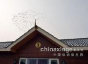 ��Ħ����ӥ���������롪�������Ŷ�����ҷ�(ͼ)