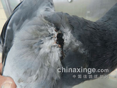 �������˹鳲 �����׷��˿�(ͼ)