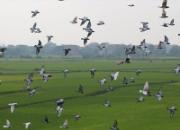 ���յ���Ұ�ϣ���ƽ�����ɰ���(ͼ)