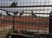 �ж�����ү������������(ͼ)