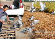 ����̨��ǰ�ٷ�70����(ͼ)