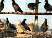 ����ѵ�룺�����䴩�����(ͼ) 