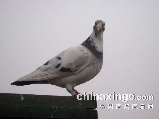 ��ʧ�Ļ��� ��Զ��˼��(ͼ)