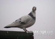 ��ʧ�Ļ��� ��Զ��˼��(ͼ)