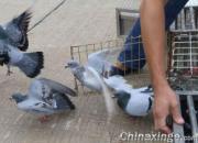 ����ѵ�ţ�Ⱥ����ɽ��(ͼ)