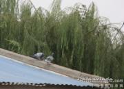 �鳲������ ���������(ͼ)