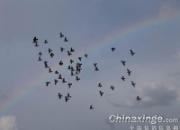 �ҷɲʺ���(ͼ)