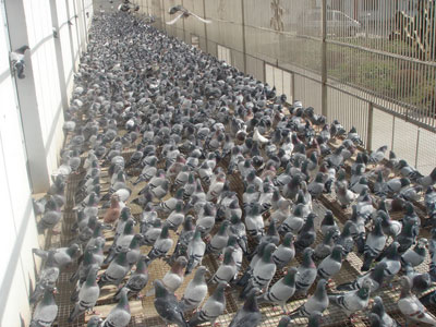 �ɹ���͵ø��ڳе�����