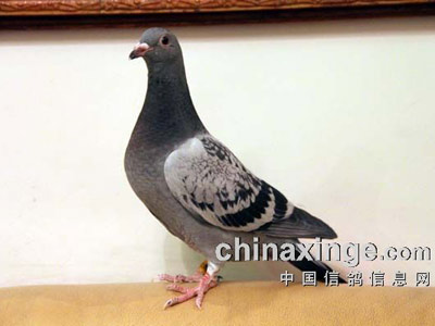 �ҵġ���СѼ�����17��(ͼ)