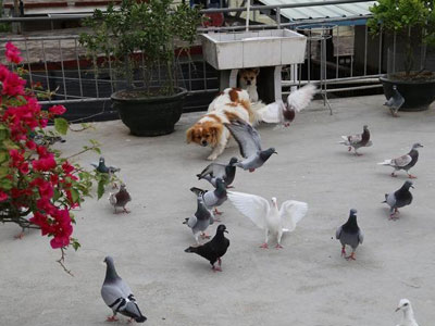 ¥����԰ ��г���빷(ͼ)