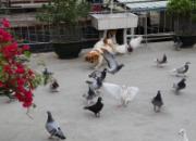 ¥����԰ ��г���빷(ͼ)