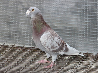 98�������(ͼ)