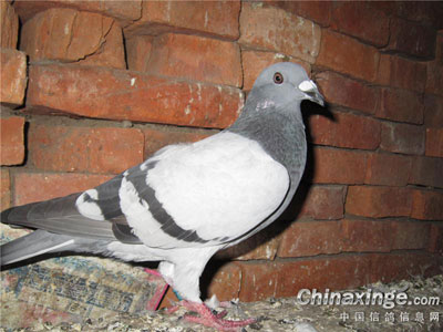 ����ʮ�����������µ�С��(ͼ)