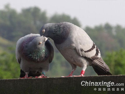 ��ս���� �������(ͼ)