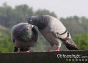 ��ս���� �������(ͼ)