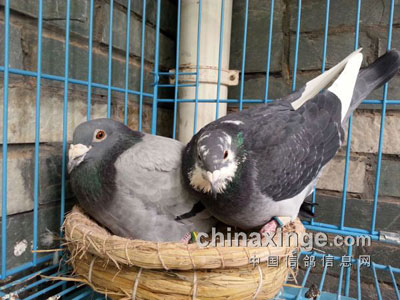 ����мɡ���ʩЧ򭡱��