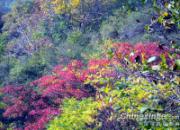 ��Ҷ�ּ�ѵ������(ͼ)